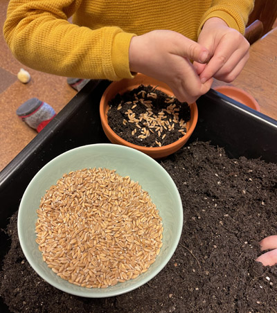 Ein Kind sät Ostergras