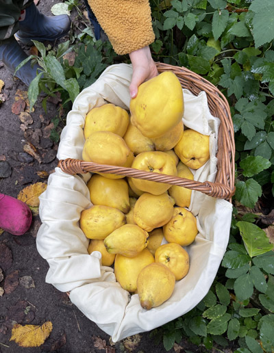 Wir ernten Quitten